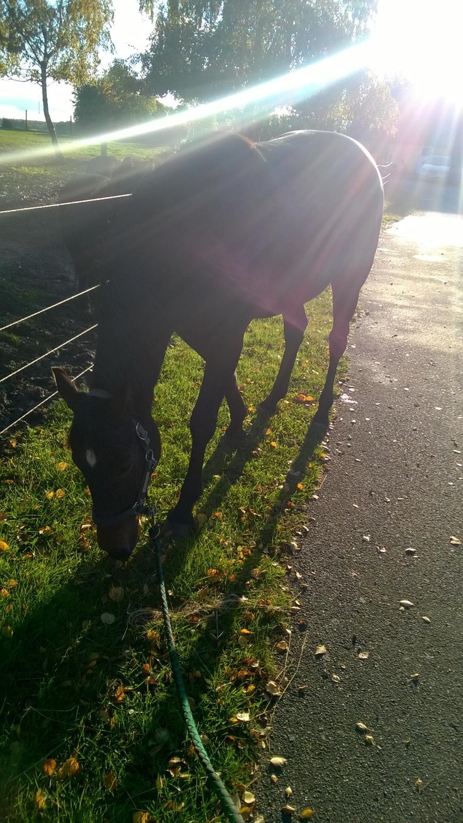 Traver Kalima joy joy. R.I.P - min solstråle. billede 13