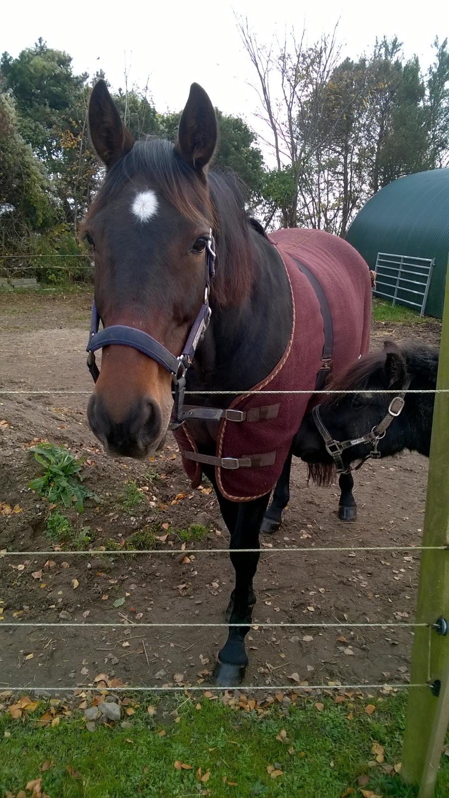 Traver Kalima joy joy. R.I.P billede 14