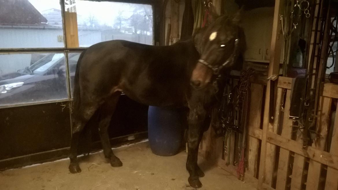 Traver Kalima joy joy. R.I.P billede 15