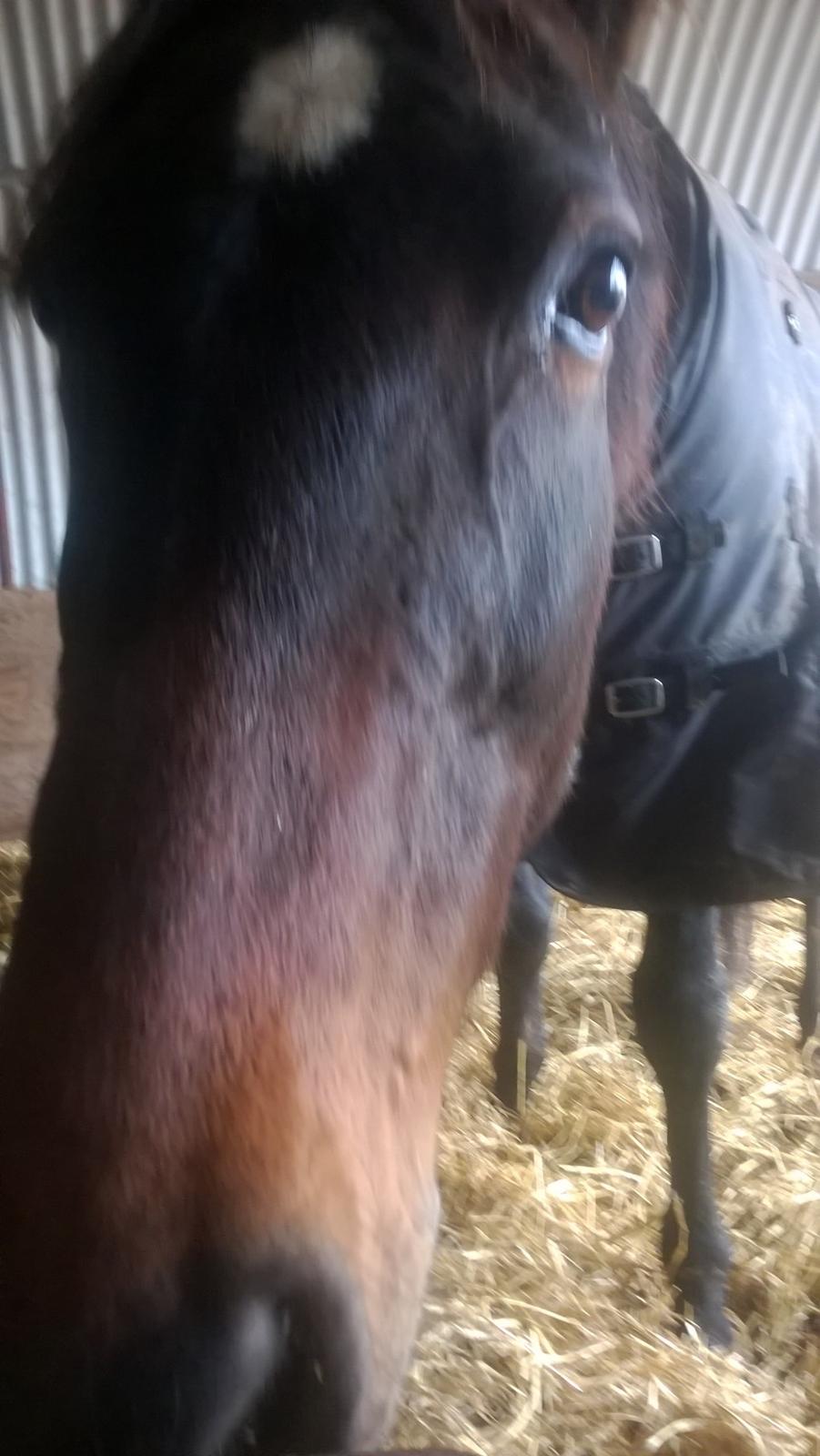 Traver Kalima joy joy. R.I.P billede 16