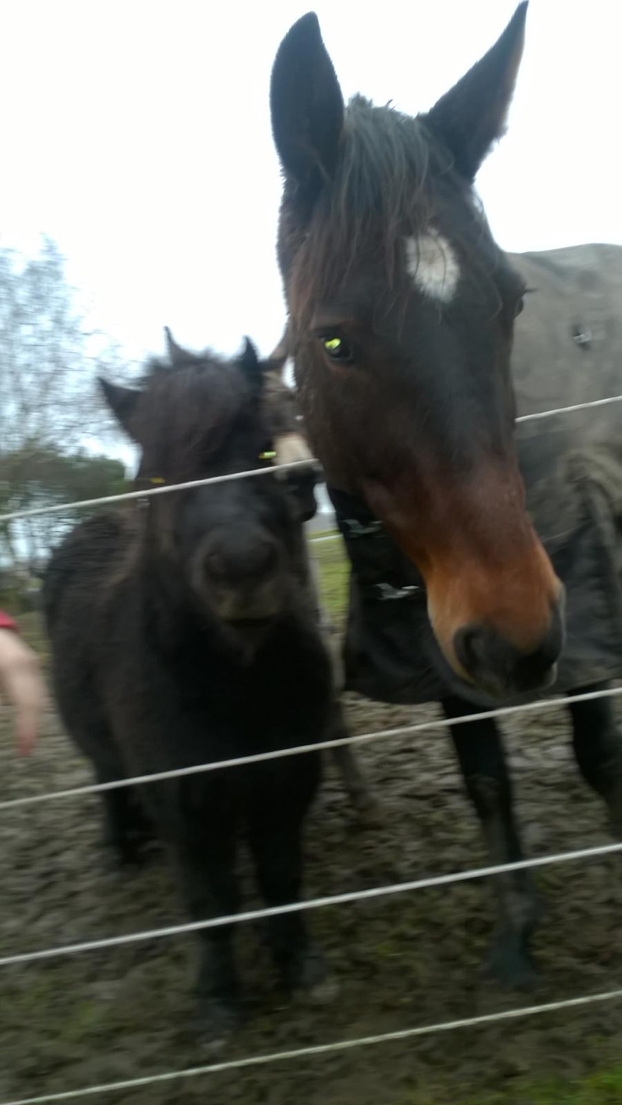 Traver Kalima joy joy. R.I.P billede 17