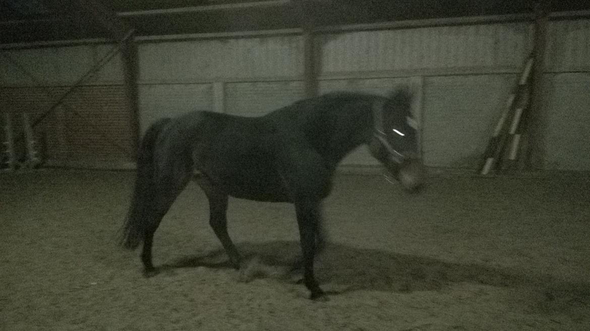 Traver Kalima joy joy. R.I.P billede 19