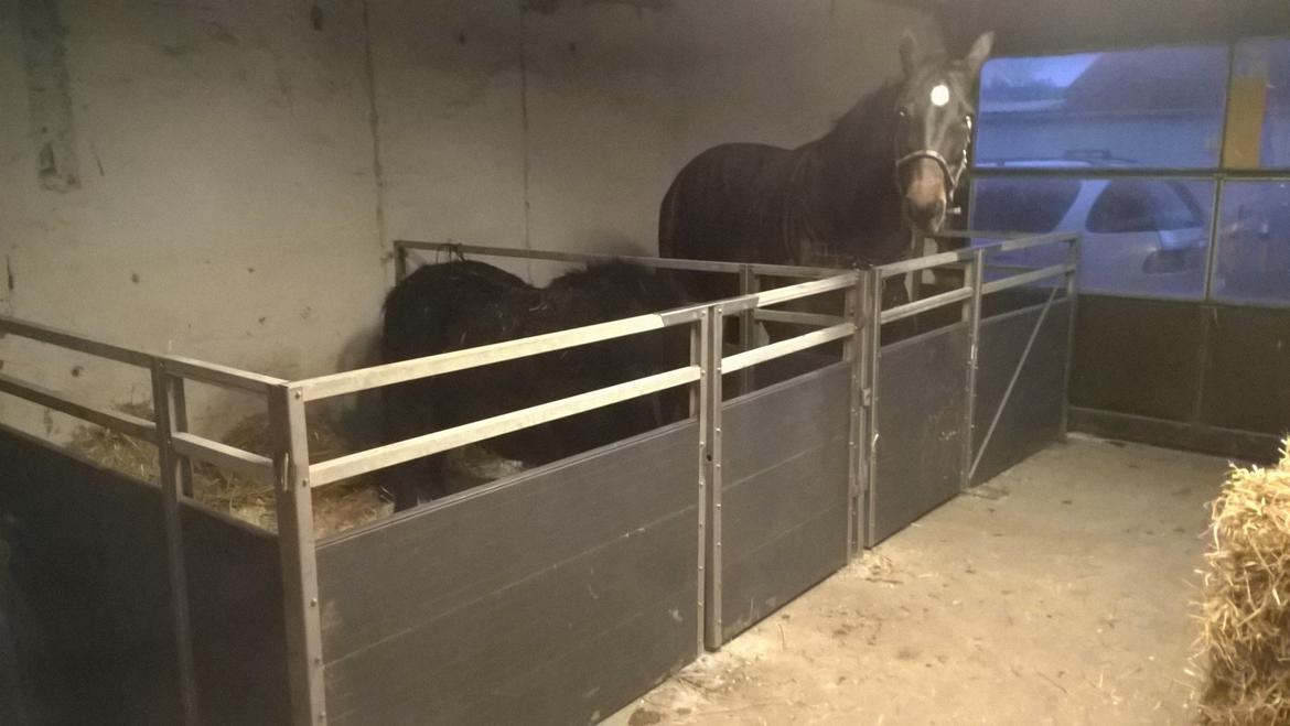 Traver Kalima joy joy. R.I.P billede 18