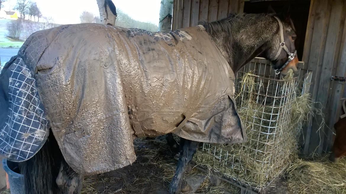 Traver Kalima joy joy. R.I.P - Mudderhoved. billede 20