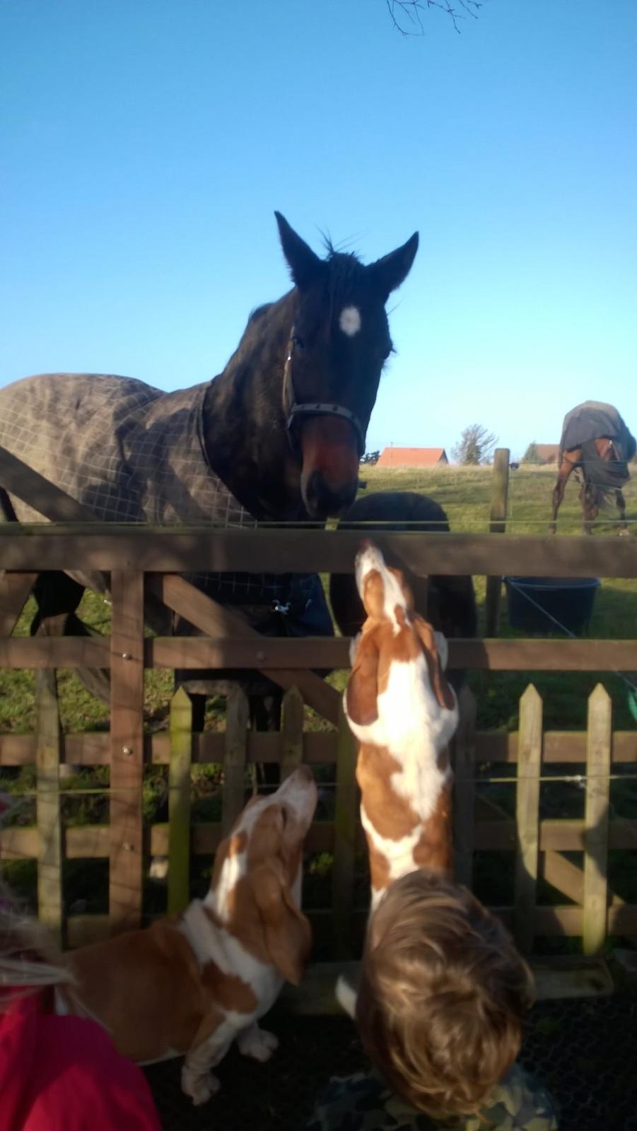 Traver Kalima joy joy. R.I.P - Kalima får et kys af Rosa. billede 1