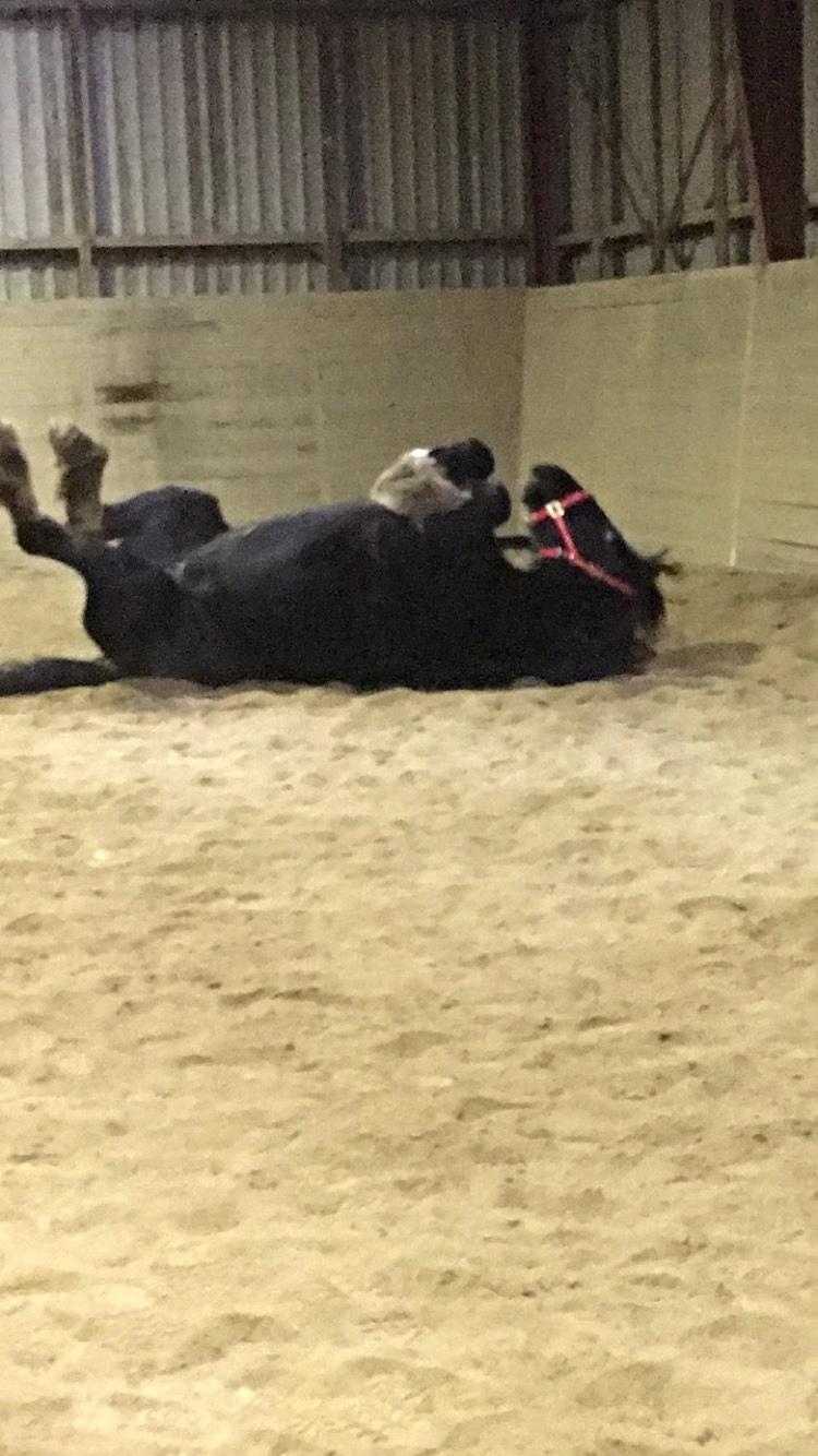 Frieser Afroditte billede 5