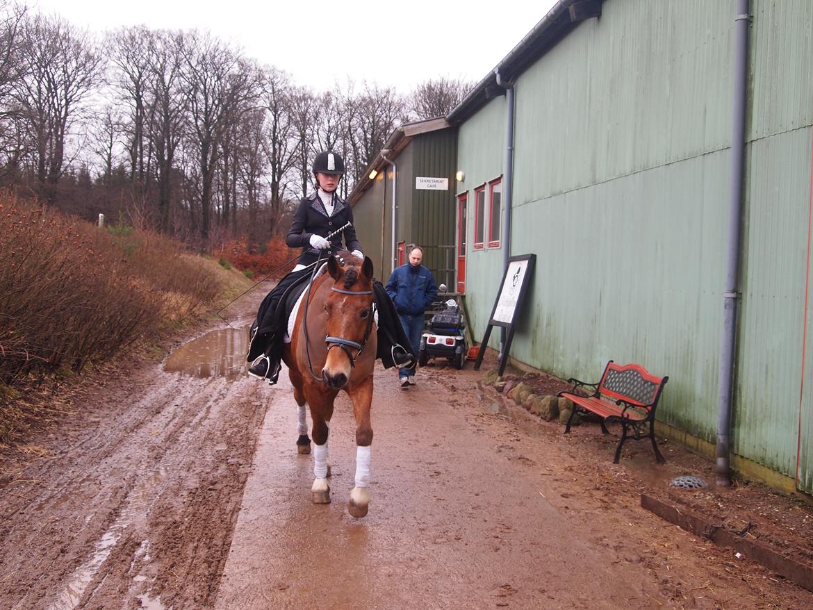 Connemara Trolderik billede 19