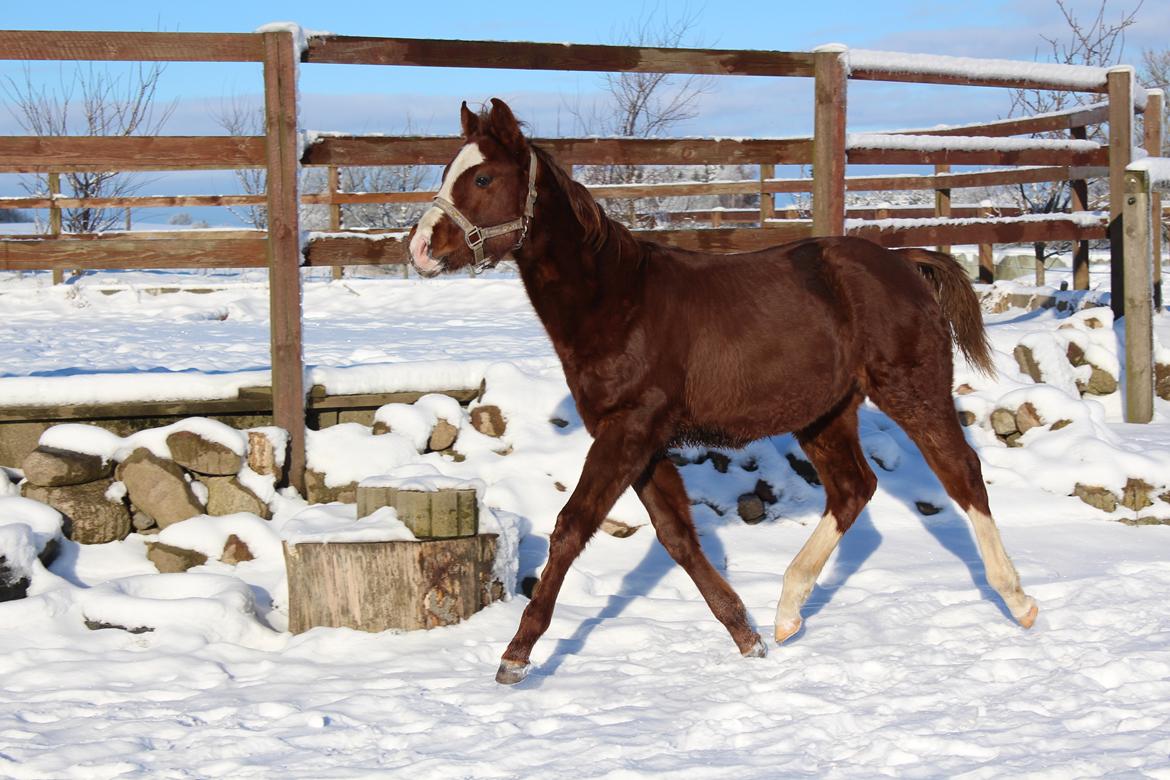 Paint Radicalackoflace billede 6