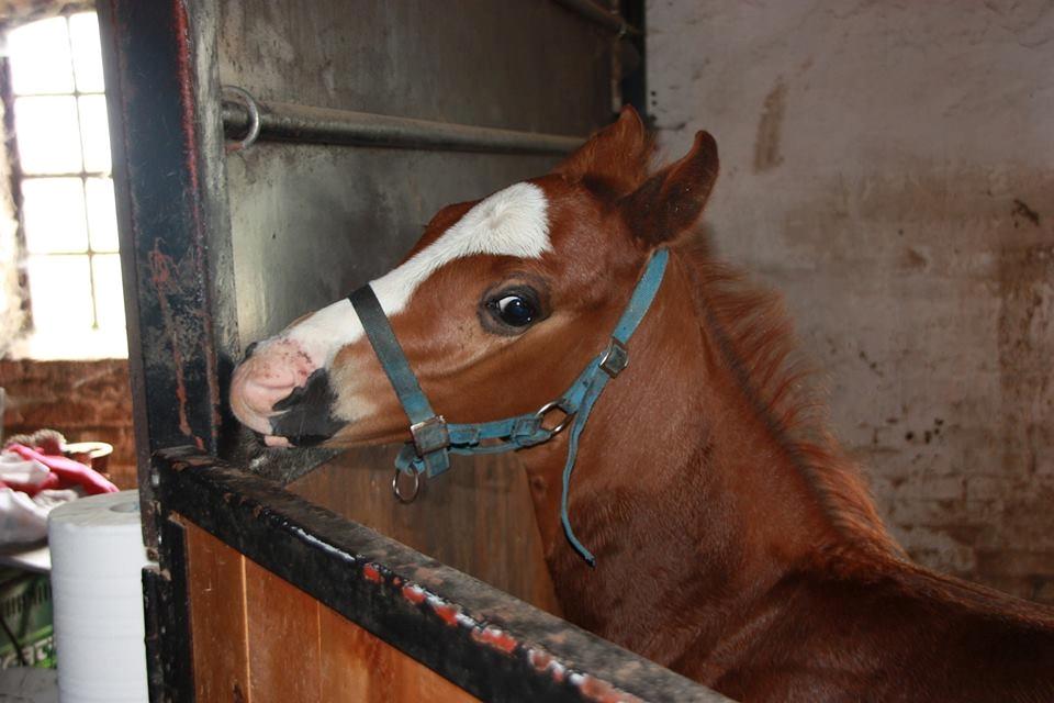 Paint Radicalackoflace billede 4