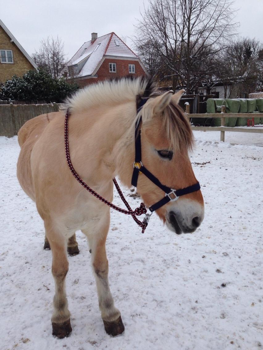 Fjordhest Holger  billede 16