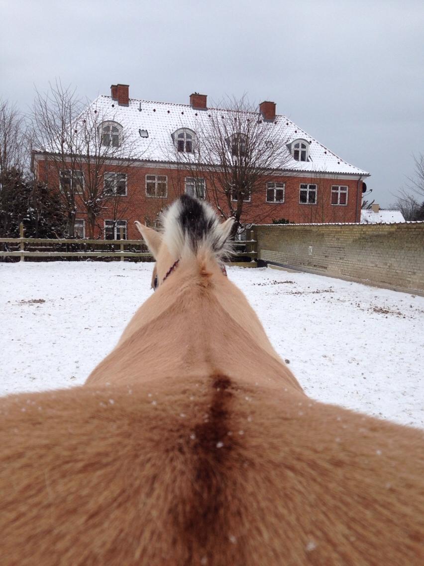 Fjordhest Holger  billede 17