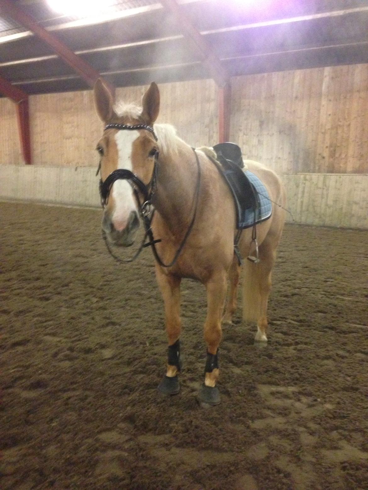 Tysk Varmblod Duelunds Majestic billede 2