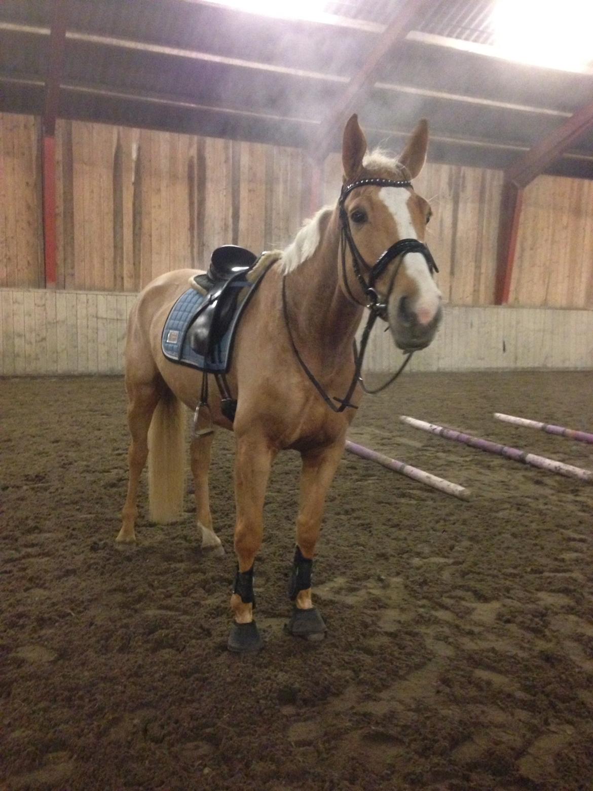 Tysk Varmblod Duelunds Majestic billede 3