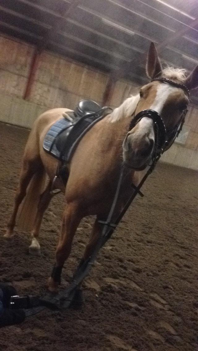 Tysk Varmblod Duelunds Majestic billede 4