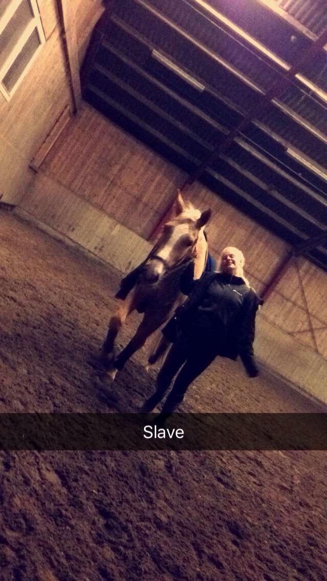 Tysk Varmblod Duelunds Majestic billede 5