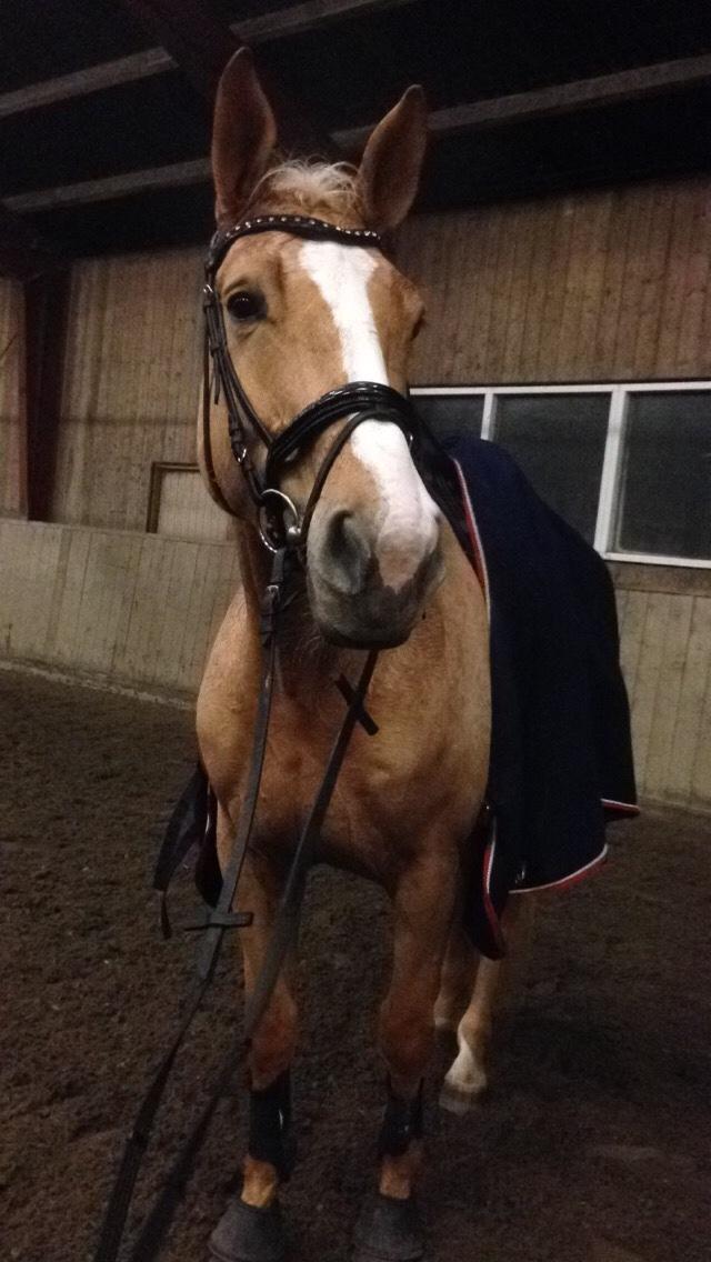 Tysk Varmblod Duelunds Majestic billede 6