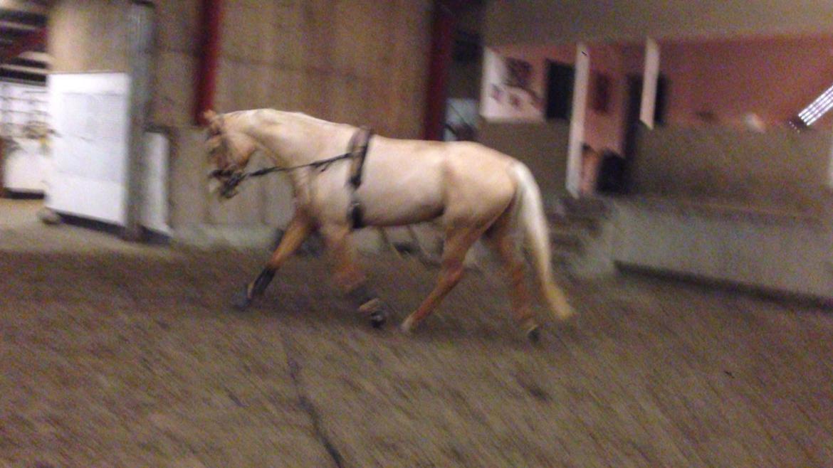 Tysk Varmblod Duelunds Majestic billede 7