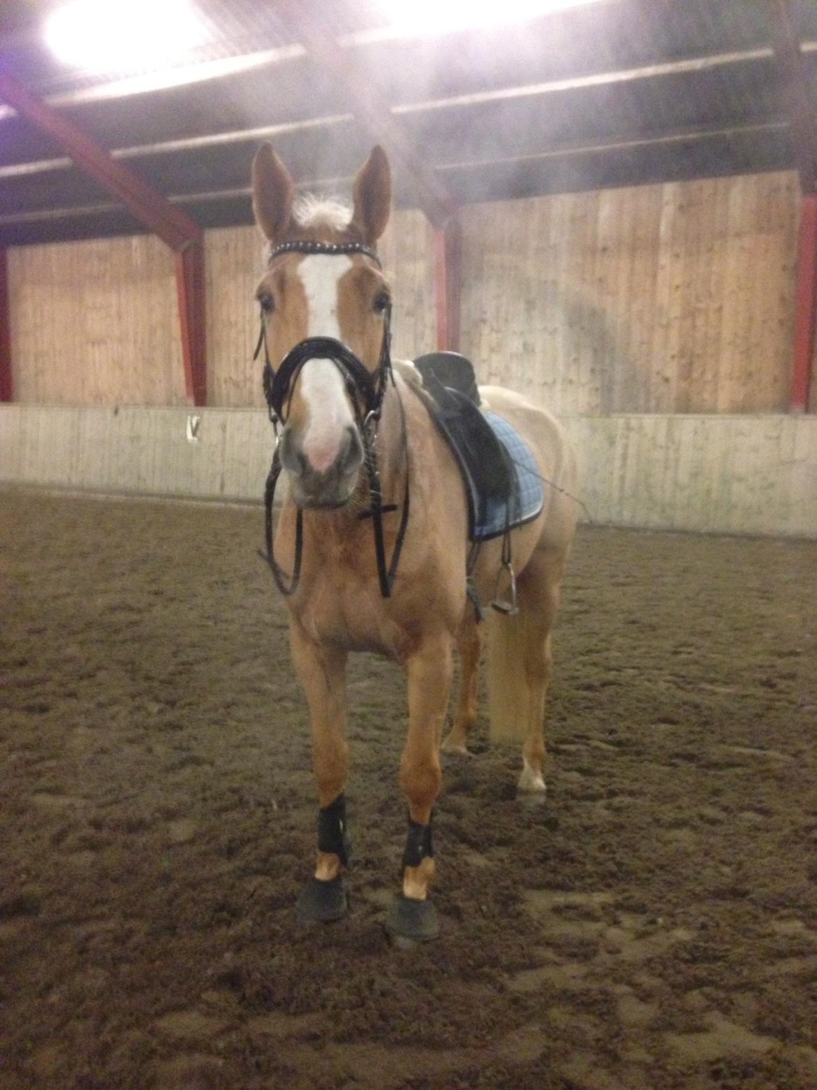 Tysk Varmblod Duelunds Majestic billede 10