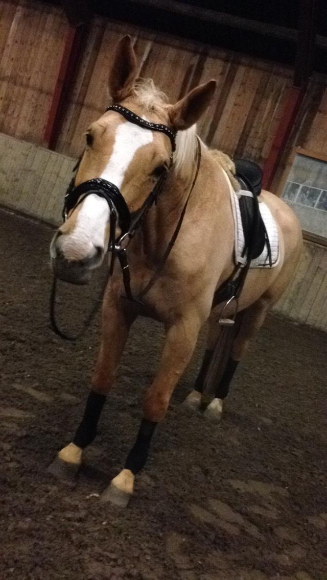 Tysk Varmblod Duelunds Majestic billede 11