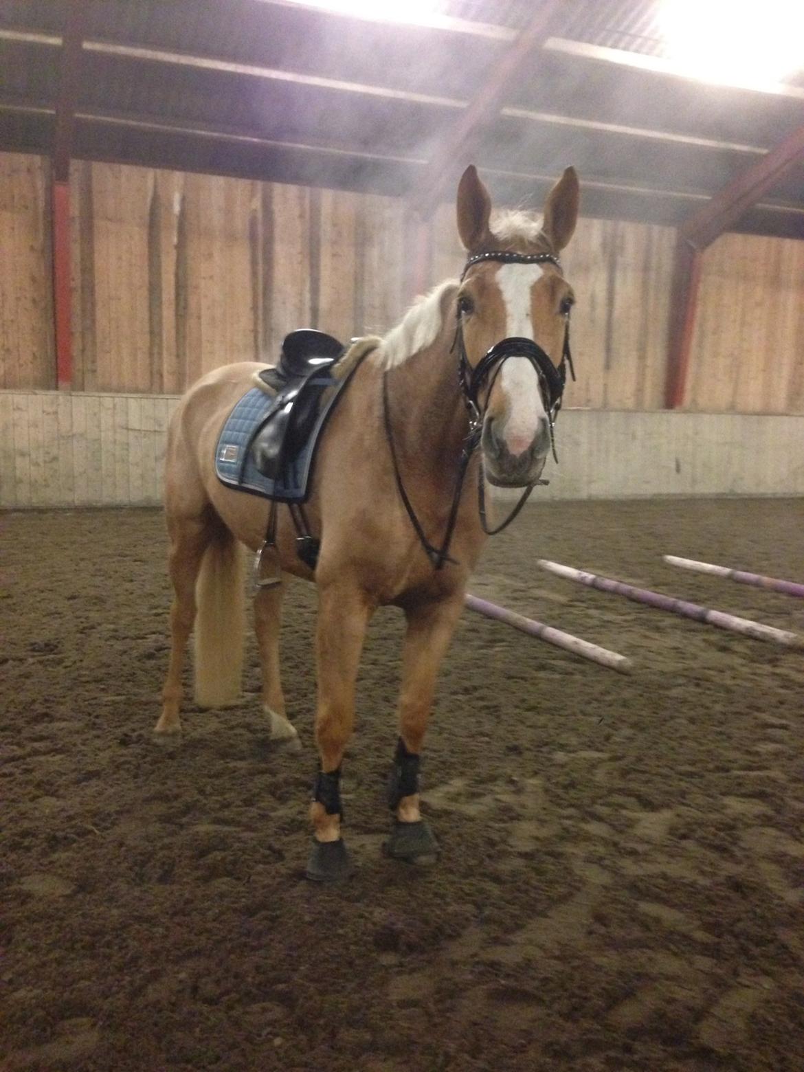 Tysk Varmblod Duelunds Majestic billede 1