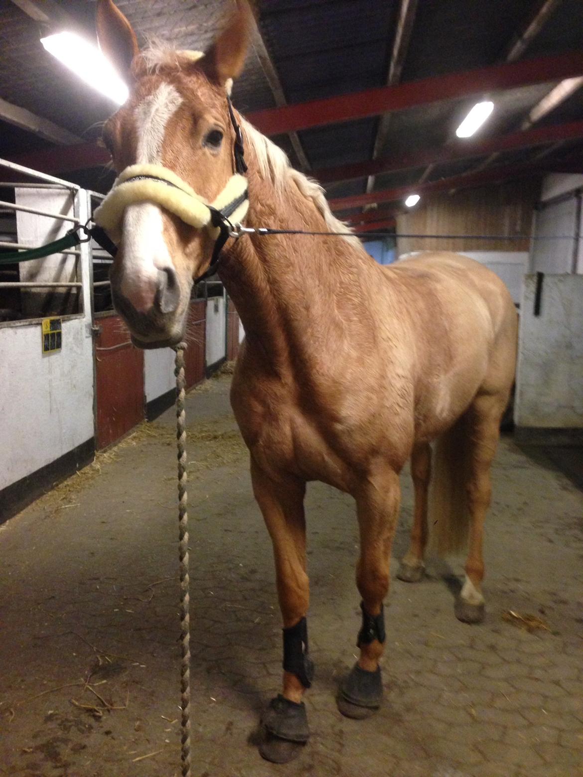 Tysk Varmblod Duelunds Majestic billede 8