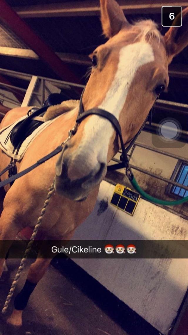 Tysk Varmblod Duelunds Majestic billede 12