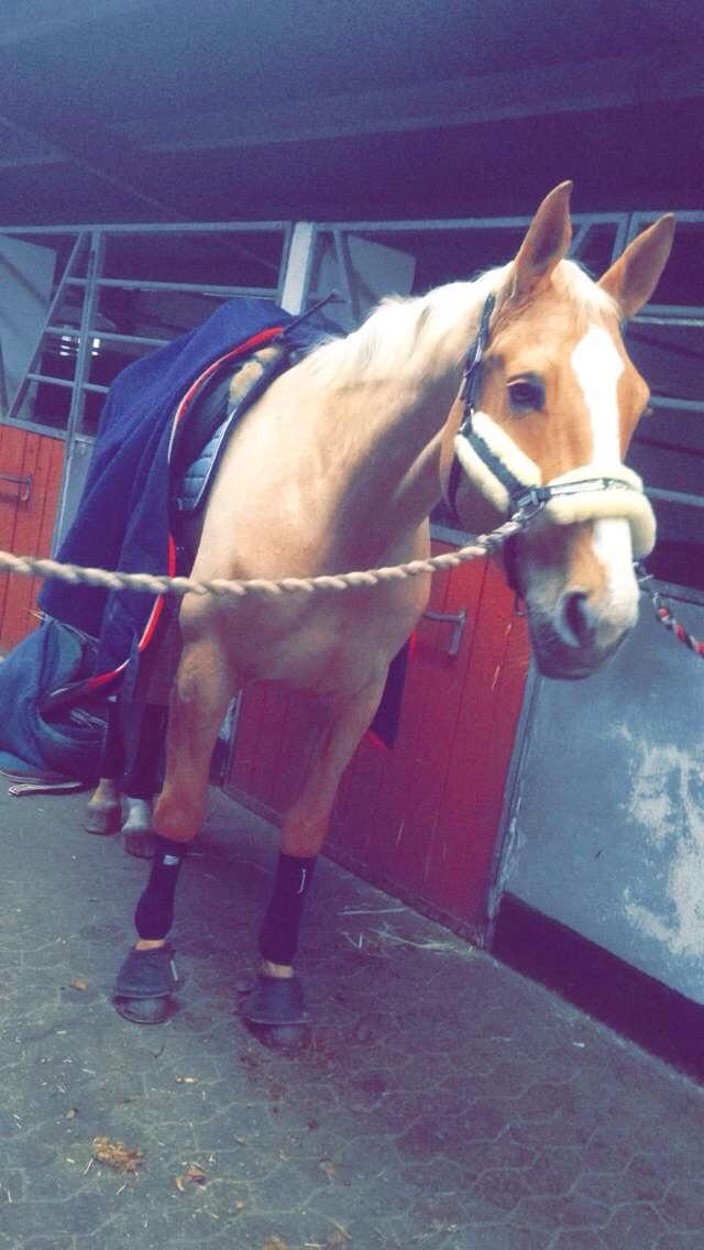 Tysk Varmblod Duelunds Majestic billede 14