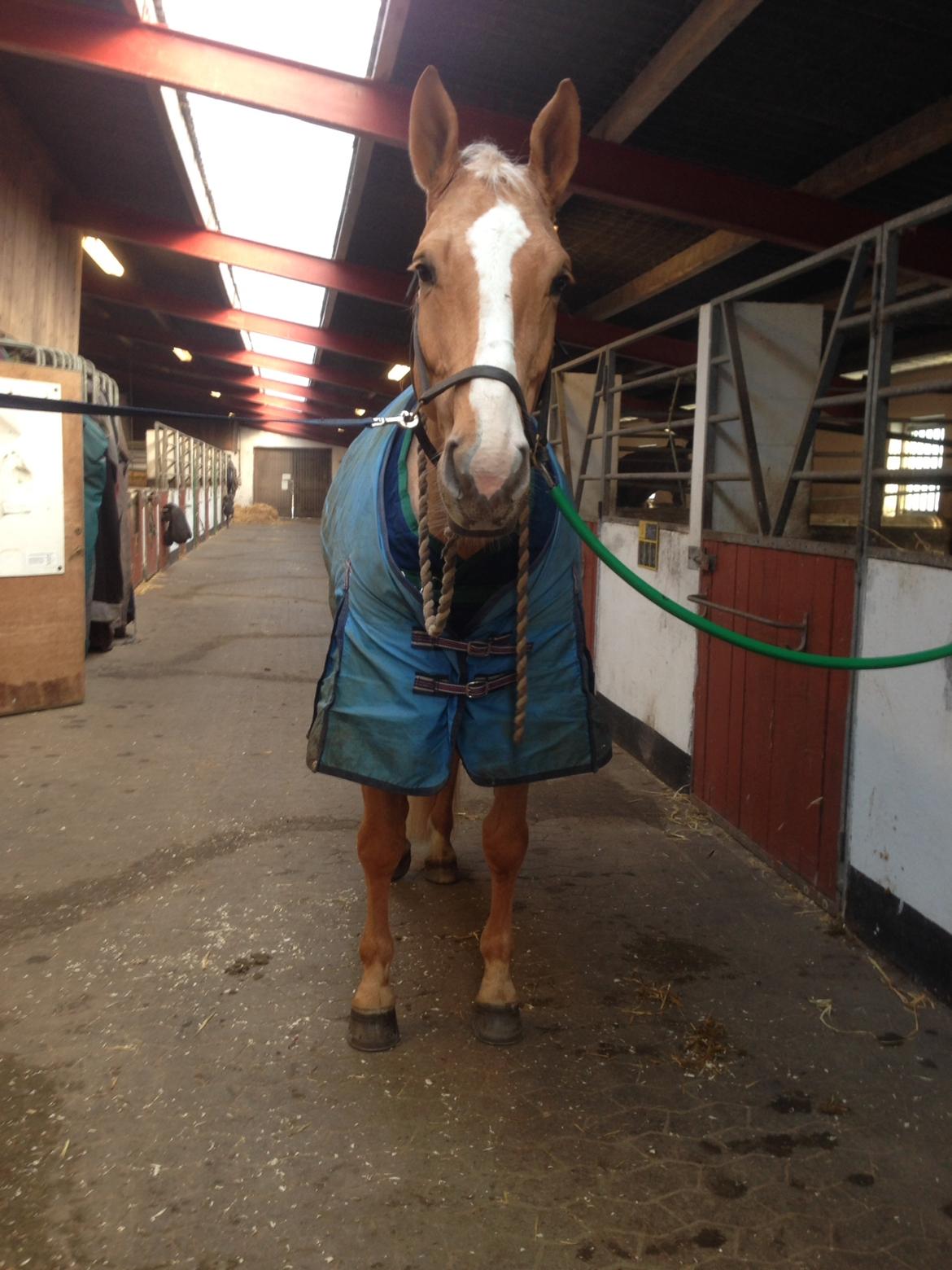 Tysk Varmblod Duelunds Majestic billede 16