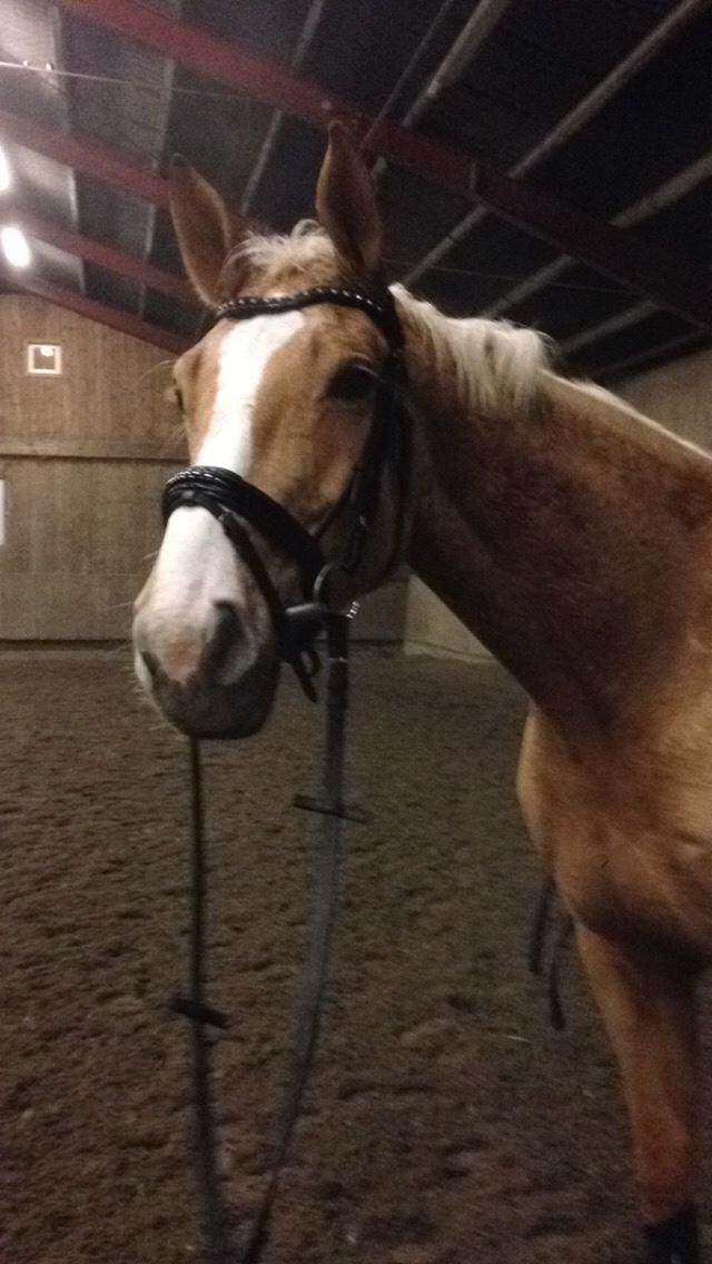 Tysk Varmblod Duelunds Majestic billede 9