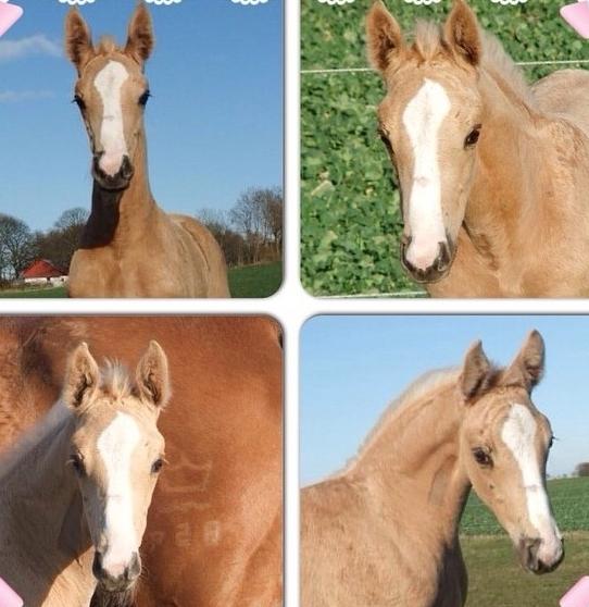 Tysk Varmblod Duelunds Majestic billede 15