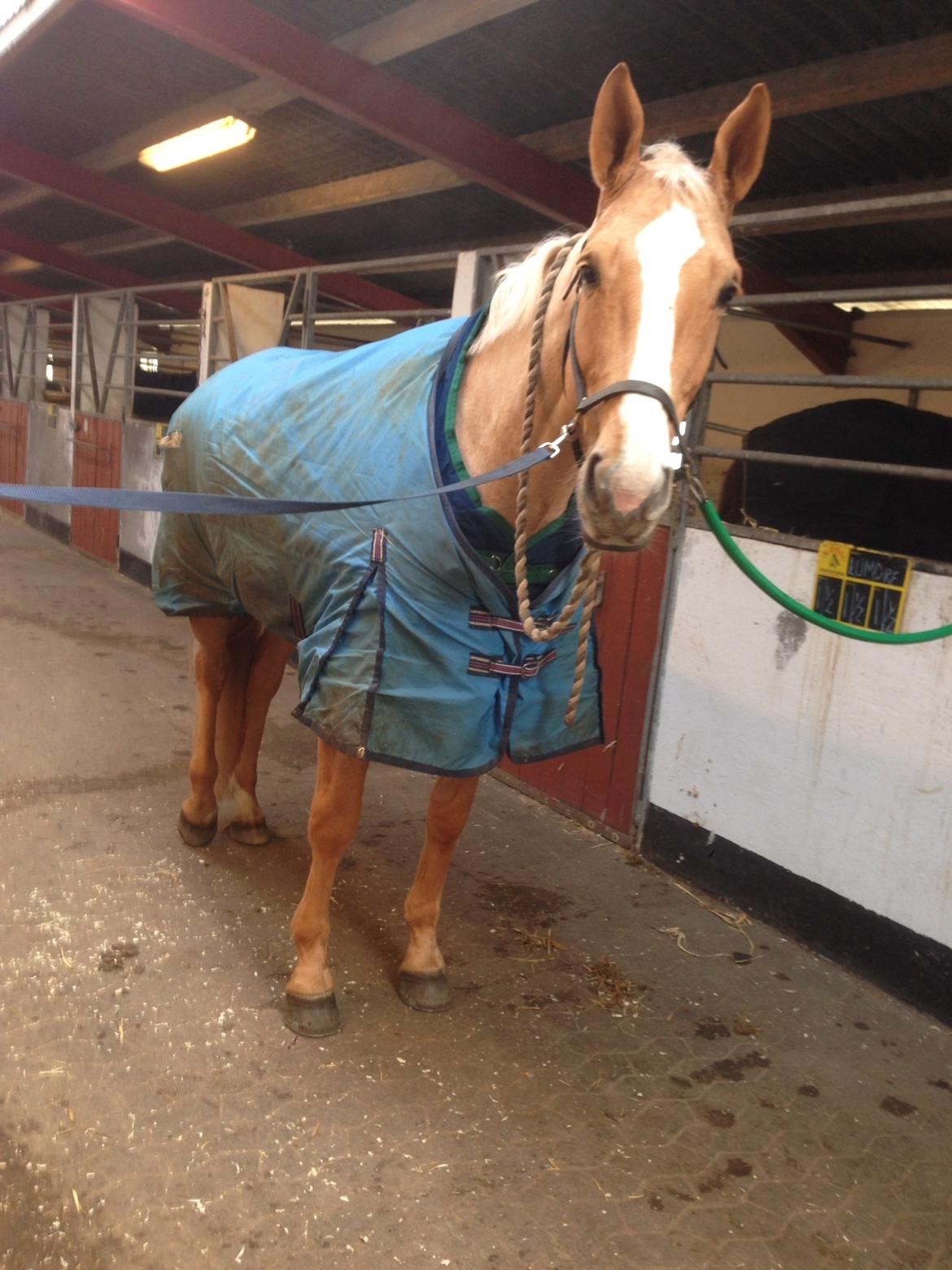 Tysk Varmblod Duelunds Majestic billede 13