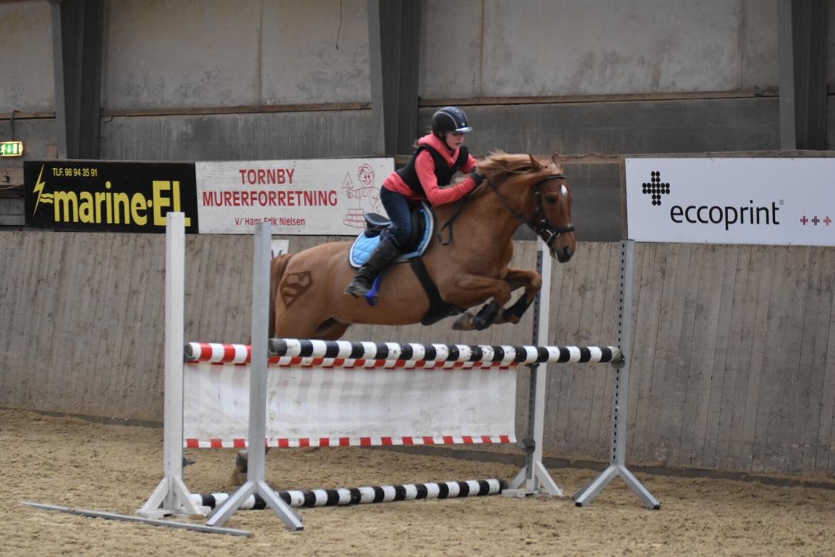 Anden særlig race Marco Polo<3 billede 3