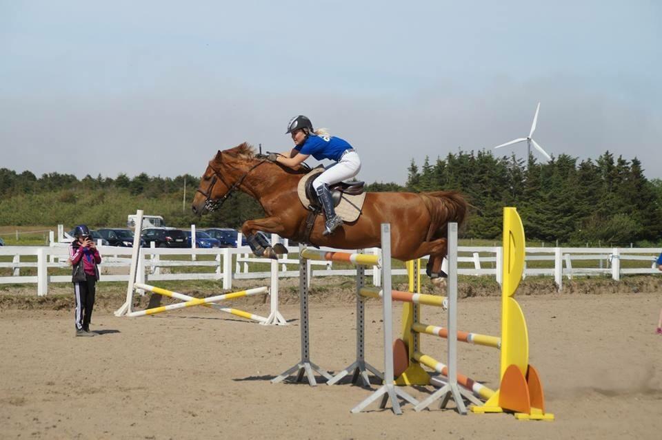 Anden særlig race Marco Polo<3 billede 8