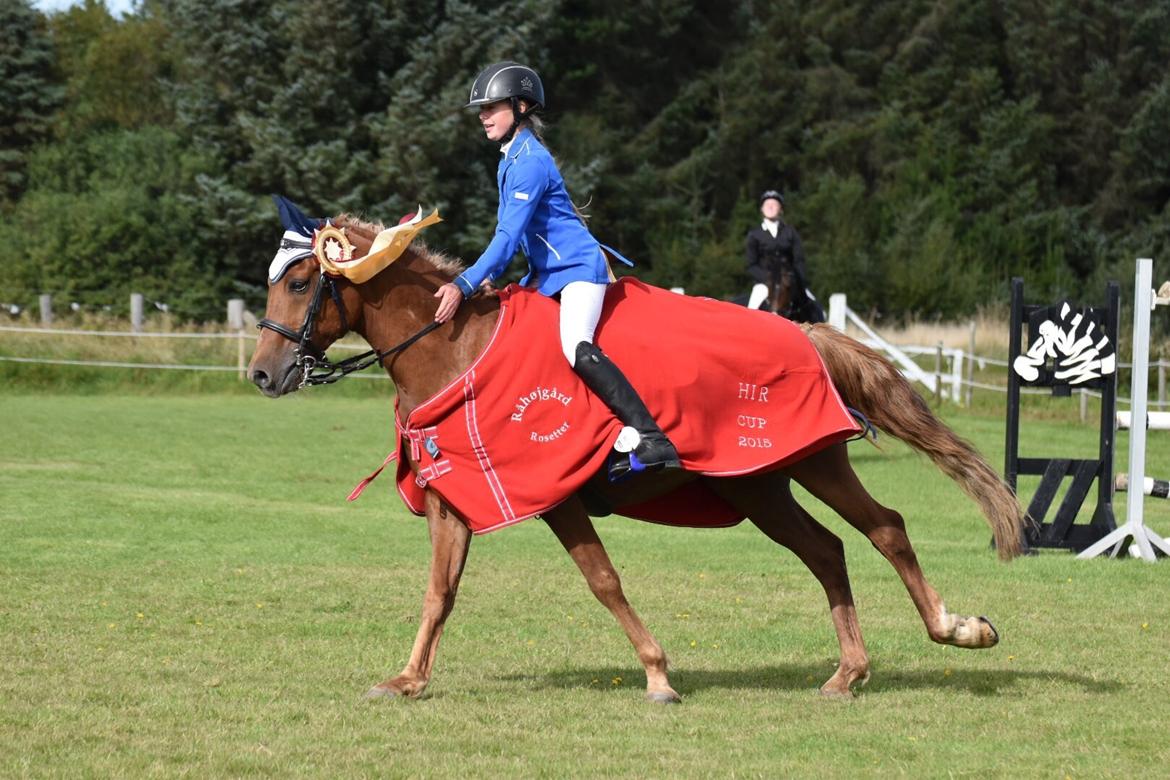 Anden særlig race Marco Polo<3 billede 9
