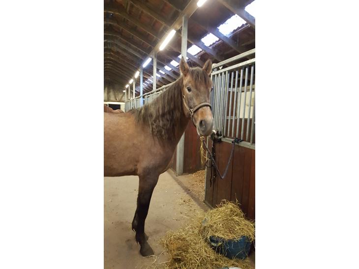 {{currentPhoto.altText}} billede {{currentPhoto.number}}