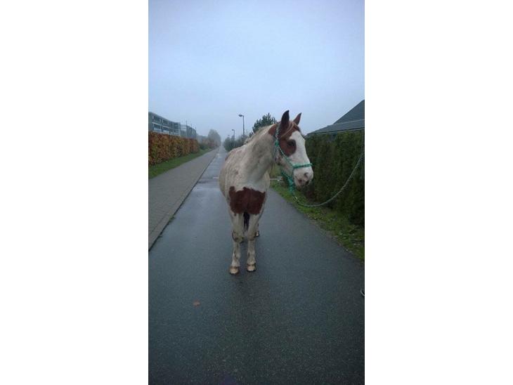 {{currentPhoto.altText}} billede {{currentPhoto.number}}