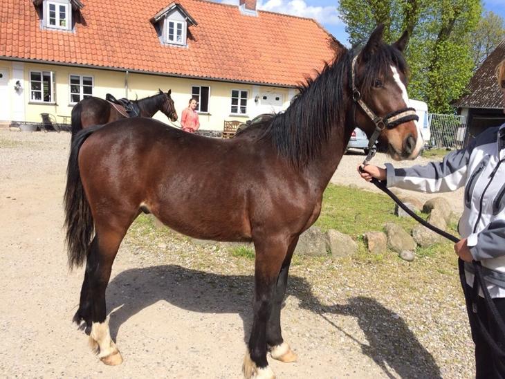 {{currentPhoto.altText}} billede {{currentPhoto.number}}