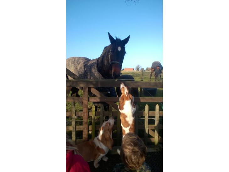 {{currentPhoto.altText}} billede {{currentPhoto.number}}