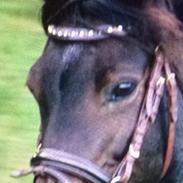 Anden særlig race Shakira