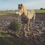 Tyroler Haflinger Nolle 