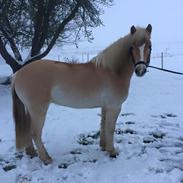 Tyroler Haflinger Nolle 