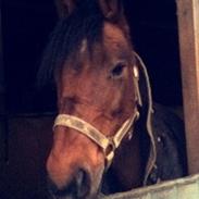 Anden særlig race Freica 