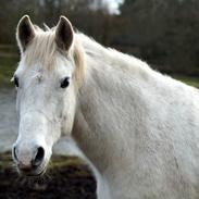 Anden særlig race Laura *Lånehest