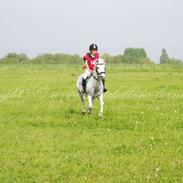 Welsh Pony (sec B) Hesteklewa Minnie Mouse