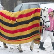 Welsh Pony (sec B) Hesteklewa Minnie Mouse