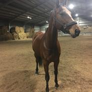 Dansk Varmblod Præstegårdens Natalie