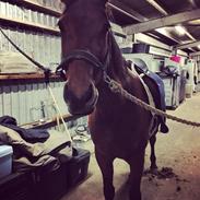 Dansk Varmblod Præstegårdens Natalie