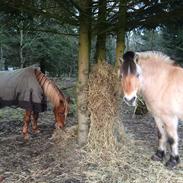 Fjordhest Lina Vinstrup 2