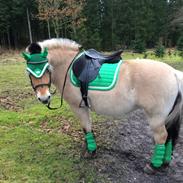 Fjordhest Lina Vinstrup 2