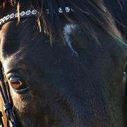 DSP Epos's Royal Classic 